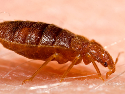 bedbugs terminated by Ikari