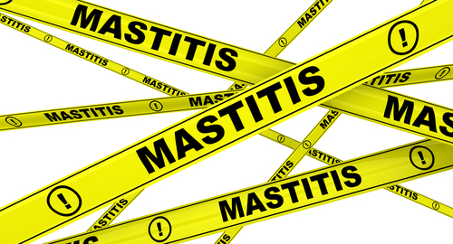mastitis-treatment