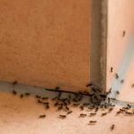 pest control service