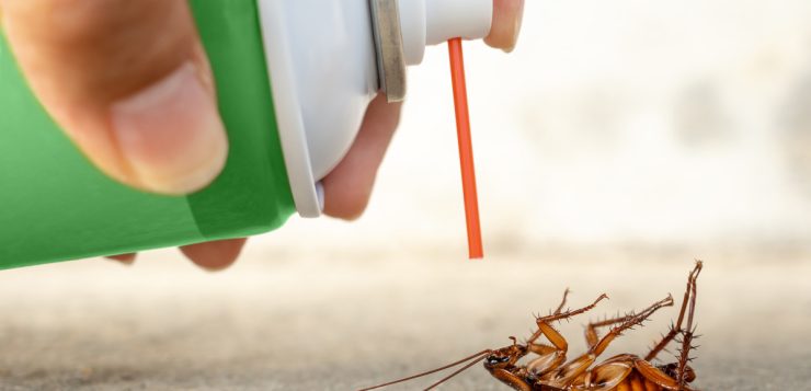 Cockroach Extermination — Effective Strategies
