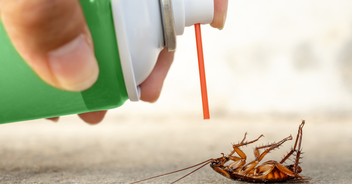 Cockroach Extermination